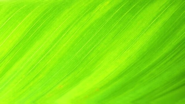 Detail of the bright green leaf surface with a focus on the texture and pattern of the parallel veins. The lighting from above highlights the thin, parallel lines that run diagonally across the leaf,