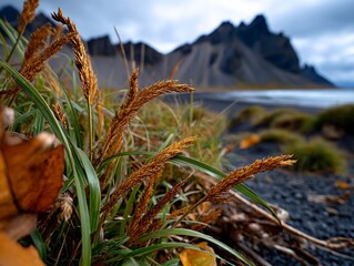 Golden Grass and Mountain Landscape Dramatic Sky Iceland.