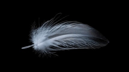 Isolated feather detail against a dark background.