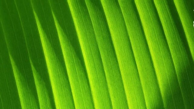 Close-up of a bright green banana leaf. The distinctive, regular parallel lines are clearly visible, forming a wavy pattern that creates an interesting texture.
