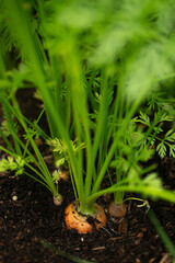 Fresh Short Orange Carrots Poking Out and Ready to be Harvested