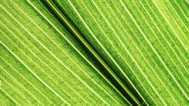 This image is a macro close-up of the surface of a green leaf showing its texture and structure in detail.