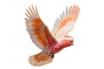 Flying pink and orange cockatoo with spread wings, isolated on transparent background.