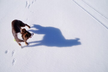 Dog is walking in the snow and its shadow is cast on the ground