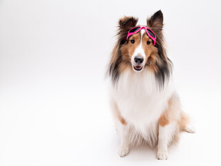 Cute sheep dog with pink sunglasses over head sitting on  white background close up unique ears studio portrait 