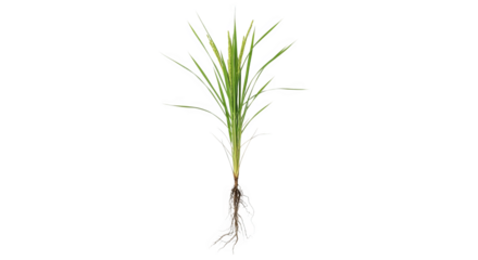 Rice Plant With Roots Artistic Render