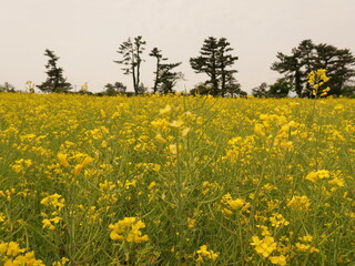 Obraz premium field of yellow canola flowers