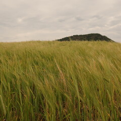 wheat field and blue sky