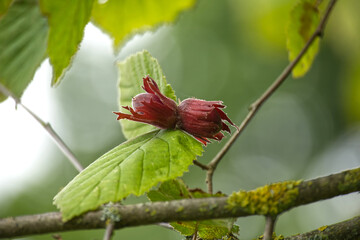 Close-up view of fresh hazelnuts growing on a branch with lush green leaves.
