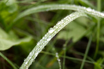 Morning dew drops delicately balanced on a blade of green grass.