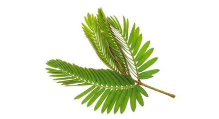 Sensitive Plant Leaves Closeup