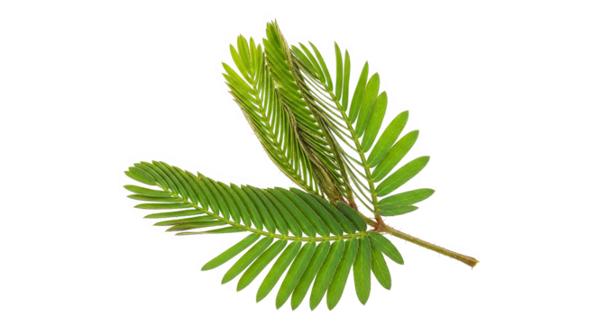 Sensitive Plant Leaves Closeup