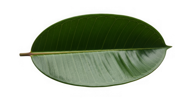 Single Ficus Elastica Leaf Closeup