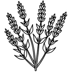 Simple black outline drawing of a cluster of lavender sprigs with leaves on a white background