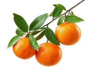 tangerine branch, isolated on transparent background.