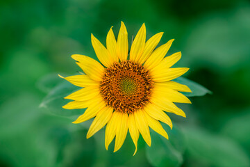 Close-up of blooming golden sunflowers
