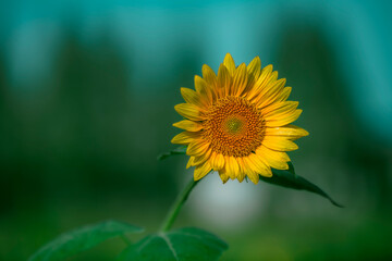 Close-up of blooming golden sunflowers