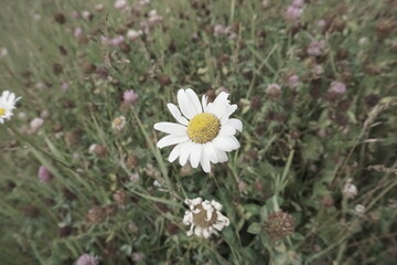 daisy in the grass