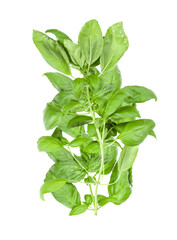 fresh basil plant isolated on transparent background