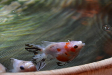 金魚