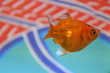 Obraz premium 金魚