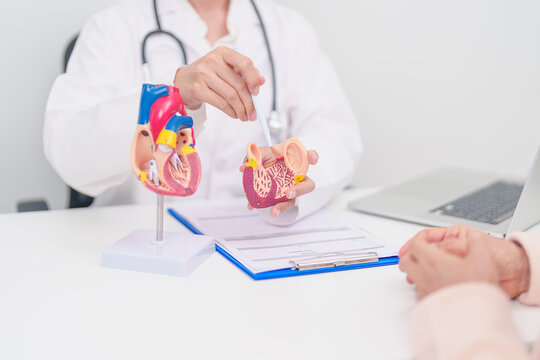 Doctor with Heart anatomy model. Elderly Patient consultation medical health for Cardiovascular Diseases, Atherosclerosis, Hypertensive, Heart attack, heart failure and world Heart day concept