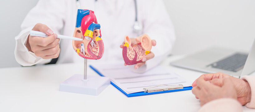 Doctor with Heart anatomy model. Elderly Patient consultation medical health for Cardiovascular Diseases, Atherosclerosis, Hypertensive, Heart attack, heart failure and world Heart day concept