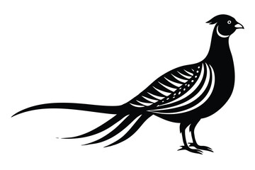 Fototapeta premium Elegant Black Pheasant Illustration with Detailed Plumage and Long Tail Feathers Silhouette Design