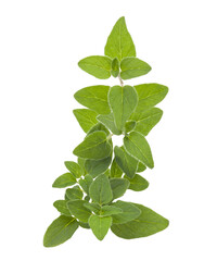 fresh oregano isolated on transparent background