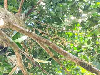 Flowers of the langsat tree