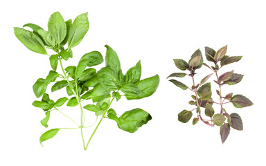 fresh basil varieties on transparent background