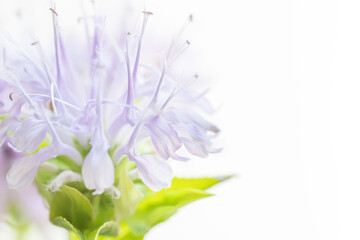 Fototapeta premium モナルダの薄紫の花を白背景でマクロ撮影07