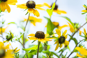 ルドベキア・タカオの黄色の花を撮影25