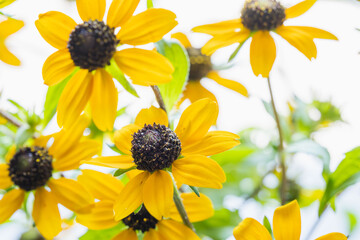 ルドベキア・タカオの黄色の花を白背景で撮影17