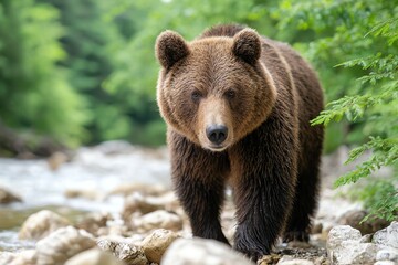 Obraz premium bear walking along rocky stream, cinematic wilderness mood