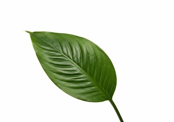 Obraz premium Glossy Peace Lily Leaf Isolated on White Background, Showing Veins and Texture