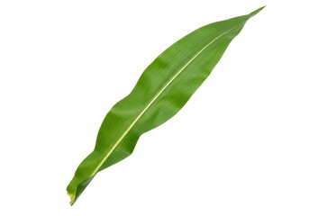 Isolated corn leaf with prominent veins and vibrant green color on white background