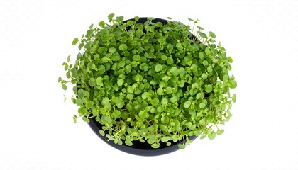 Obraz premium Fresh microgreens in a black bowl