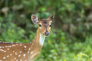 A spotted deer, also called a Chital, stands in a green forest. It has a reddish-brown body with white spots. Its head is turned a bit, ears alert, and green trees blur in the background.