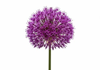 Vibrant Purple Allium Flower Isolated on White Background