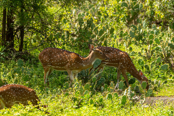 Several spotted deer (chital) are seen in a lush forest. 2 deer stand out—one looking to the right, the other grazing. The area is filled with greenery and cactus plants, showing rich wildlife.