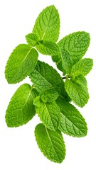 Fresh mint leaves bunch close-up