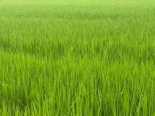 Healthy Summer Rice Field / 여름 논의 생생한 벼