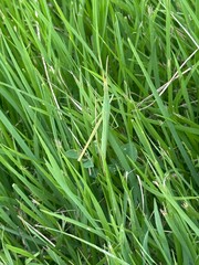 Grasshopper Camouflage in Green Grass / 초록 풀밭에 숨어 있는 메뚜기