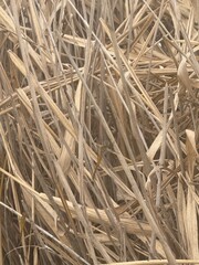 Dragonflies in Dry Grass / 마른 풀 사이의 잠자리