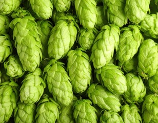 Fototapeta premium Close-up of fresh green hops