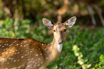 Chital (Spotted or Axis Deer) roam in a lush forest. One deer in the front looks toward the viewer, while others graze or move through greenery. The blurred backdrop adds depth to the scene.