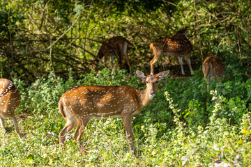 Fototapeta premium Several Chital (Spotted or Axis Deer) roam a lush forest or grassland. One deer in the foreground looks toward the viewer, while others graze or move through the green undergrowth in the background.