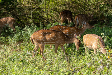 Several spotted deer (chital) forage in a lush forest or grassland, their white spots on reddish-brown coats standing out against dense green foliage. A calm scene from their native Indian habitat.