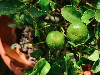 Dew-Kissed Limes: Fresh Citrus in Bloom